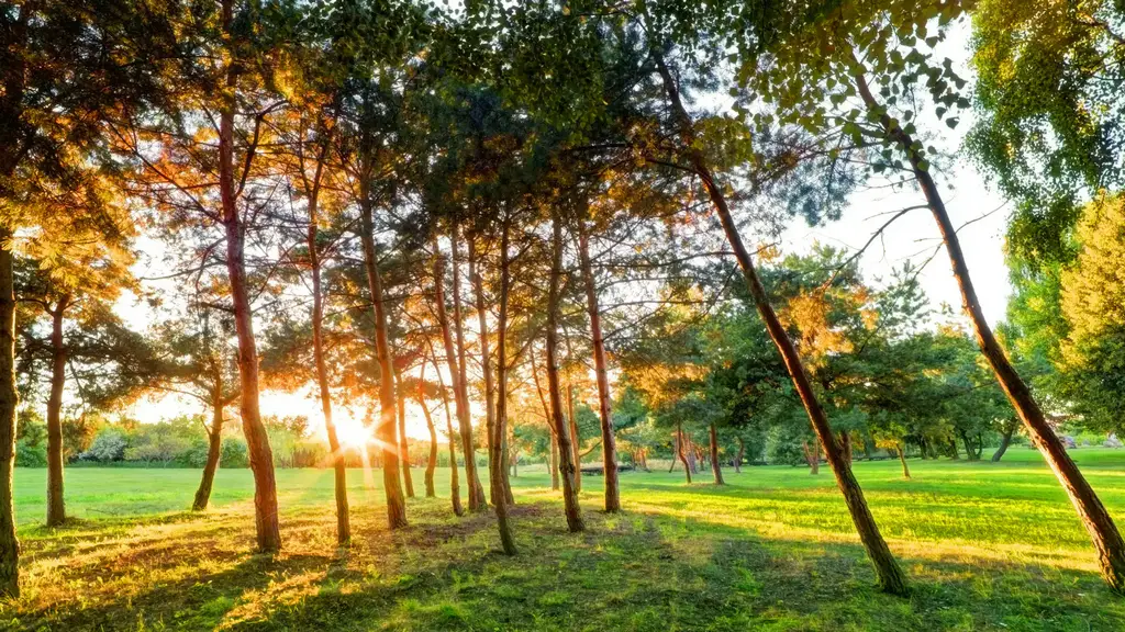 Natureza e Bosque