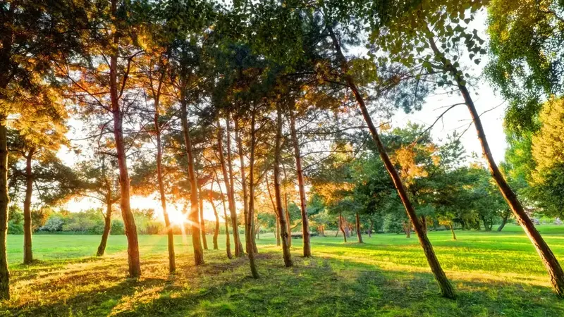 Natureza e Bosque